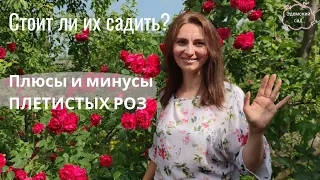 Плюсы и минусы Плетистых РОЗ. Зачем их сажать в САДУ? Какие они бывают?