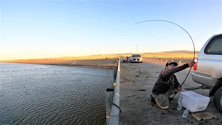 Soaking Bait on the California Aqueduct