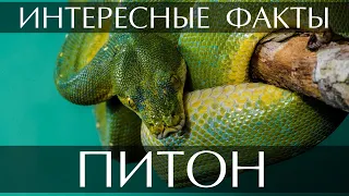 Питон - интересные факты