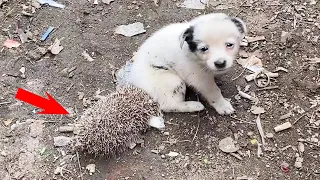 The Puppy Was Abandoned In The Ditch And Was Bitten By A Hedgehog. His Eyes Were Asking For Help.