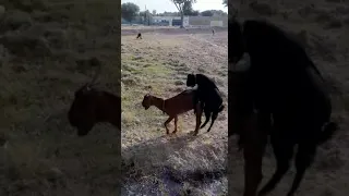 Goat Crossing in open field| Mating of Goats| Bakri Cross ho rhi|How Goats get crossed| Goat Mating