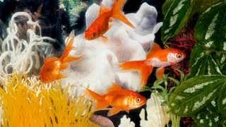 What to Do If a Fish Dies in the Tank | Aquarium Care