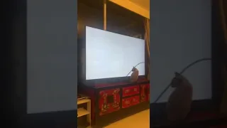 crazy siamese cat attaking tv