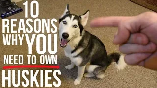 10 Reasons To Choose A Siberian Husky As Your Pet!