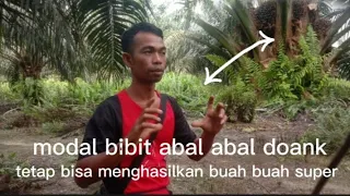 SAWIT BIBIT ABAL ABAL JUGA BAGUS ASALKAN PERAWATANNYA TEPAT #kulisawit