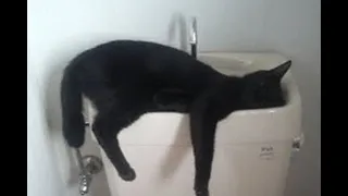 Cats Who Sleep in Weird Positions and Places! (A Compilation)