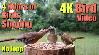 Cat TV, ASMR 4 HOURS of Birds Singing, No loop, 4K Bird, Digital Stress Relief Therapy, AW 008-2