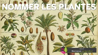 PETITE HISTOIRE DE LA DÉNOMINATION ET DE LA CLASSIFICATION DES PLANTES, SYSTÉMATIQUE ET NOMENCLATURE