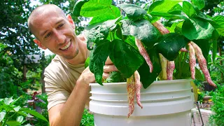 How to Grow Beans in Containers, Complete Growing Guide