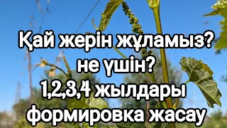 Жүзім сабақтарын не үшін жұламыз? Жүзім күші, формировка жасау