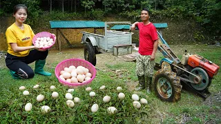 full video OFF GRID FARM : See inside a modern farm, growing tomatoes, ducks laying eggs