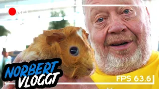 NORBERTS ERSTE ZUCHTERFOLGE - MEERSCHWEINCHEN | NORBERT VLOGGT | ZOO ZAJAC