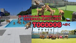 ゴールデンレトリバーBOSS&LUNA家 愛知県常滑市プール付きドッグラン『TOCODOG』へ行く🐾