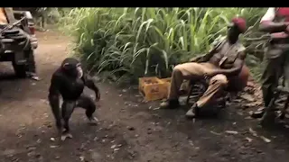 Viral Video: Ape With AK-47