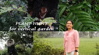 Plant Hunt / Vertical Garden At Home