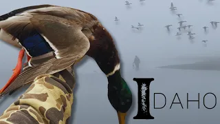 LIMITS of Mountain Ducks in the FOG