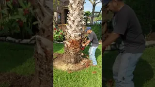 Cutting Down Dead Palm Tree