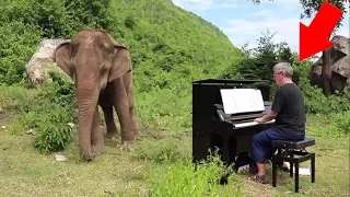 Man Playing Piano to Comfort Blind Elephants Is All We Need Right Now