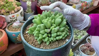 Chia Sẻ Sen Đá Hàn Quốc Của Nhà Ngoại Trồng (Korean Succulents collections)