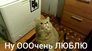 Кот говорит Я тебя ЛЮБЛЮ. Самое милое видео!