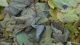 Souffleurs de feuilles