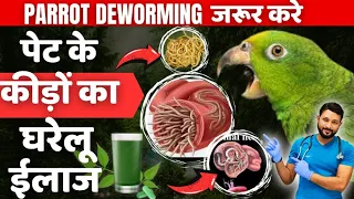 तोते के पेट की कीड़ी का उपचार Parrot का Deworming करना क्यूँ जरुरी है Parrot Deworming At Home Hindi