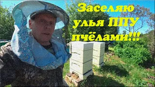 ПЕРЕСЕЛЕНИЕ ПЧЕЛОСЕМЕЙ В НОВЫЕ УЛЬЯ ППУ, СБОРКА ГНЕЗДА В ДВА КОРПУСА