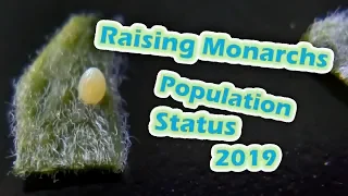 Raising Monarchs - Population Status 2019 (Help The Monarch Butterfly)