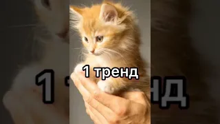 На сколько хорошо ты знаешь тренды⭐️🤩