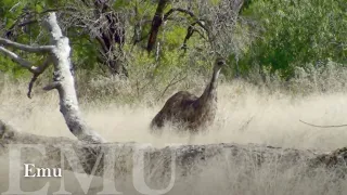 Birds of Central Australia