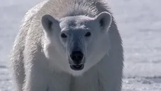 Polar Bear Sneaks Up on Seal | BBC Earth