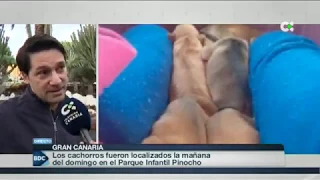 ABANDONO DE CACHORROS | Buenos Días Canarias