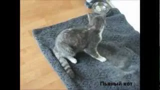 Bang-Balls.ШОУ |Кот алкаш/Cat alcoholic| Cat Fail Compilation