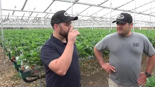 Strawberry production in retractable cooling house after temps of +40C, ASD, Australia, Jan 22, 2020