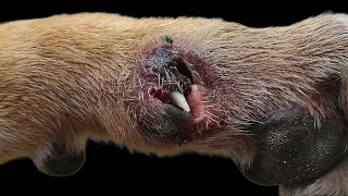 Wound Maggots removal of stray dog|#maggottreatment #streetdog #woundmaggots