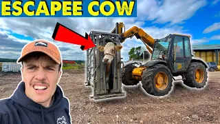 I Hope This Works | Wonky Calf Update | Slugs Slugs Slugs