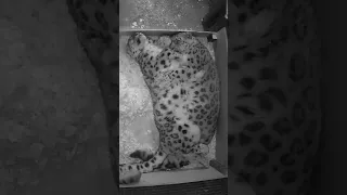 🤗 Snow leopard CUDDLES! #shorts