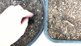 Planting Mexican Hawthorn (Crataegus mexicana) Seeds