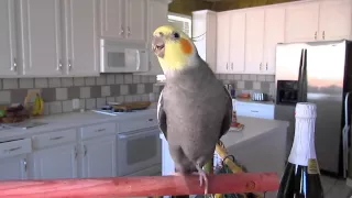 Cockatiel Whistling 2