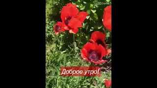 С добрым Утром! Не знаю краше я цветов,которые зовутся красным маком🌺