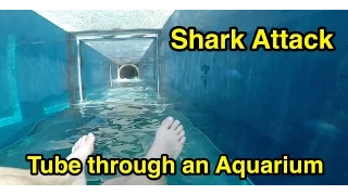 Shark Attack : Tube through an Aquarium : Atlantis The Palm in Dubai