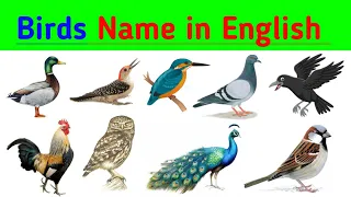 Birds Name | 10 birds name | birds name with spelling pictures | birds vocabulary |birds name #birds