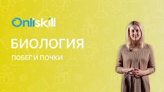 БИОЛОГИЯ 6 класс: Побег и почки