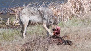 Yellowstone Wolves Get a Newborn Baby Bison