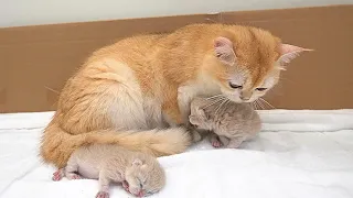 One baby kitten meowing so loudly, mother cat run to hug her gently