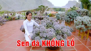 Độc Lạ Sơn La - Cô gái sở hữu hàng trăm chậu sen đá cổ thụ khổng lồ