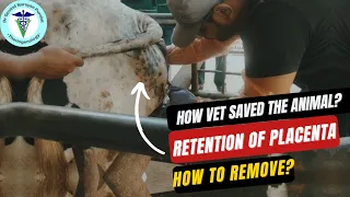 Find Out How to Remove Afterbirth Risk-Free in Cows!