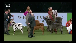 Crufts 2022 - Breeders Competition