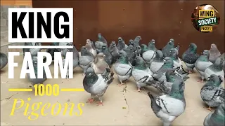 KING PIGEONS - Farm in Romania