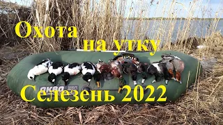 Охота на селезня. Весна 2022